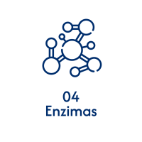 Enzimen_Mesa de trabajo 1